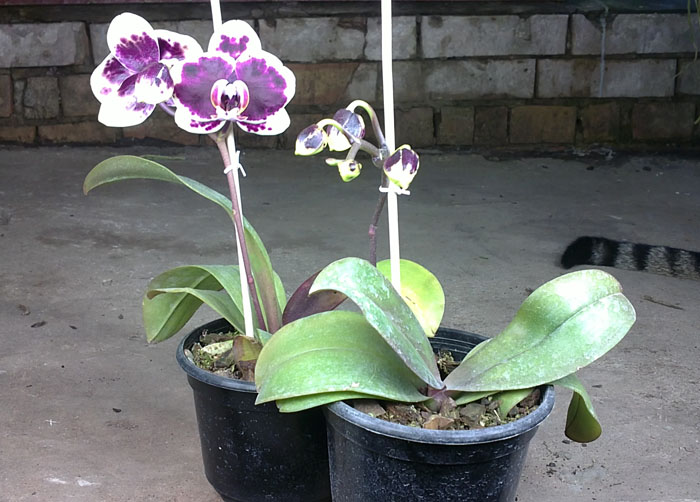 Phalaenopsis Dou-dii Perfume.jpg