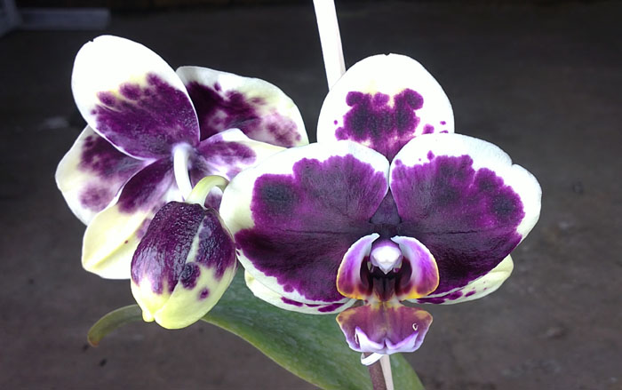 Phalaenopsis Dou-dii Perfume.jpg