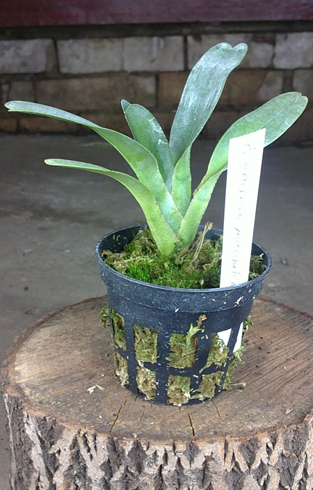 Angraecum magdalenae.jpg