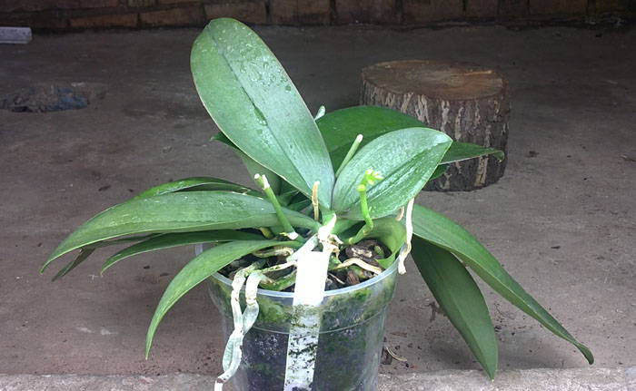 Phalaenopsis Mini Mark Maria Teresa.jpg