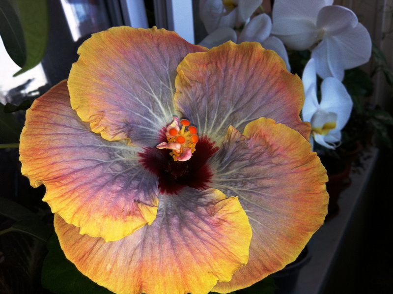 Tahitian Moody Blue 1.jpg