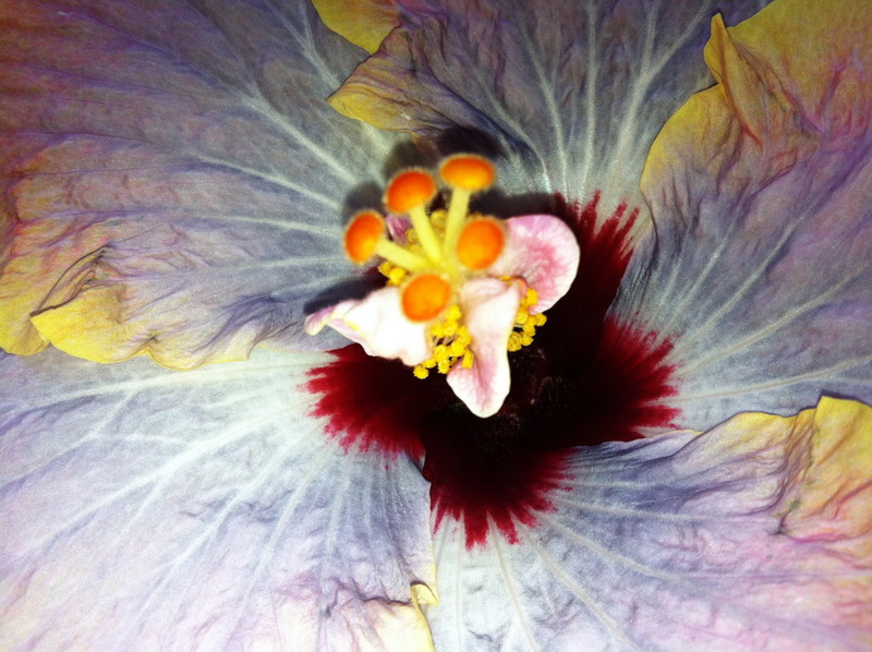 Tahitian Moody Blue 2.jpg