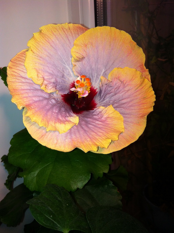 Tahitian Moody Blue 5.jpg