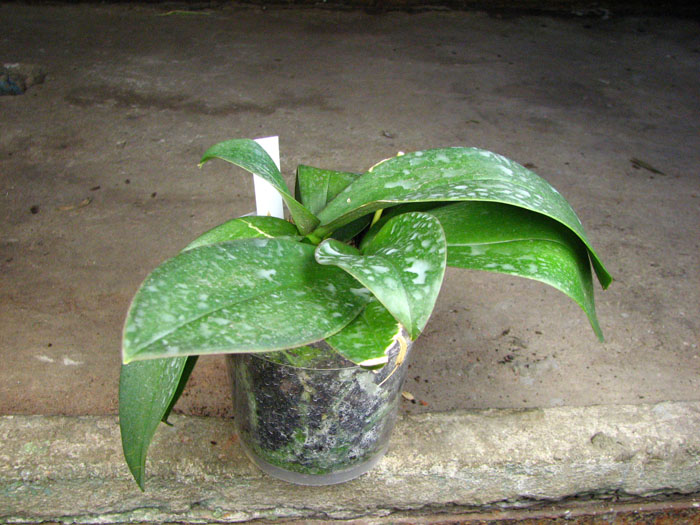 Phalaenopsis Mini Mark Maria Teresa.jpg