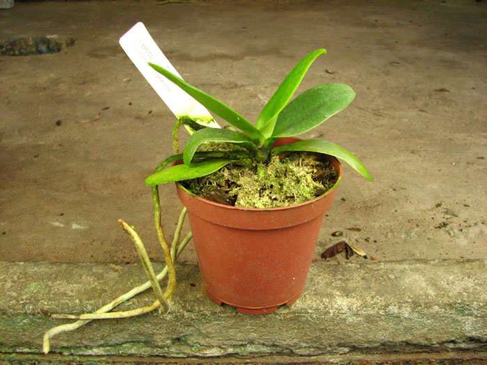 Sedirea japonica.jpg