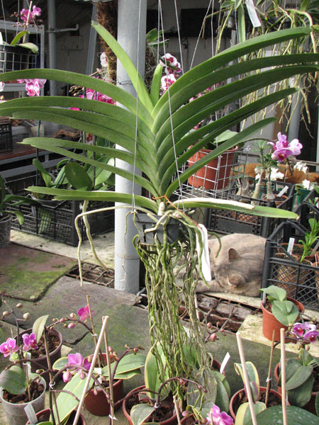 Vanda Robert Delight Blue.jpg