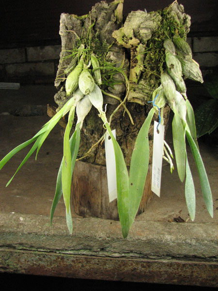 Encyclia citrina.jpg