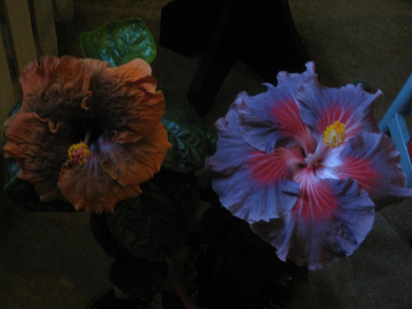 IMG_2105 (600 x 450).jpg