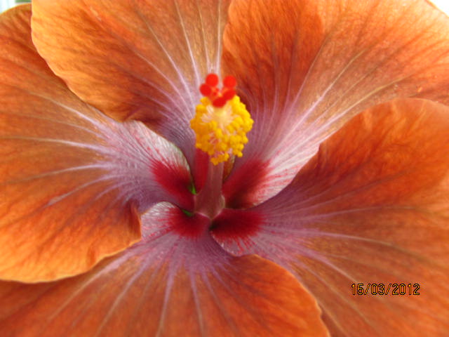 Tah. Sophistication 005.jpg