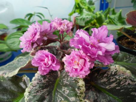 Rebel;s Rosebud 02.jpg