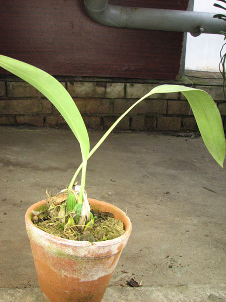 Maxillaria desvauxiana.jpg