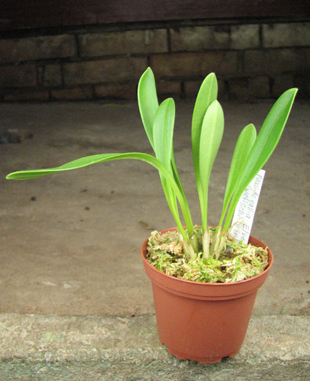 Masdevallia Elven Gem (welischii x infracta).jpg