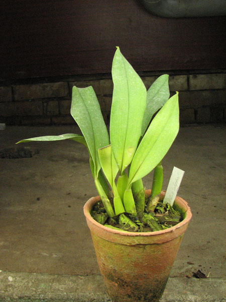 Trichopillia Senne Star (tortilis 'large' x turialbae 'alpha').jpg