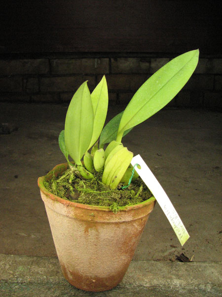 Trichopilia tortillis.jpg