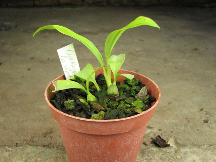 Coelogyne barbata.jpg