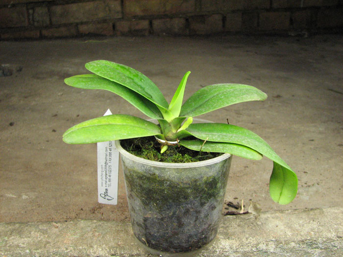 Sedirea japonica.jpg