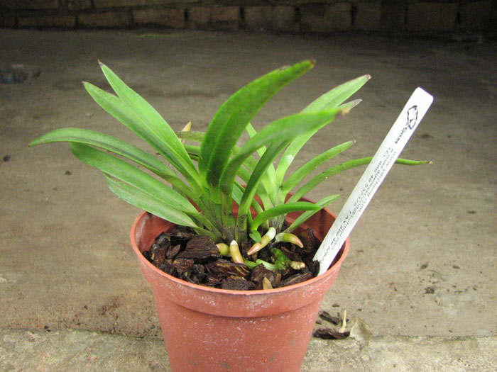 Neofinetia falcata.JPG