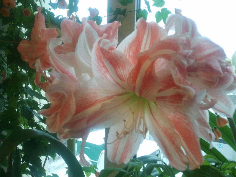 2011-01-20 12.08.07_новый размер.jpg