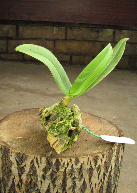 Amisiella monticola.jpg