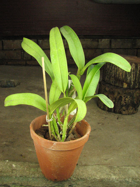 Coilostylis ciliaris.jpg