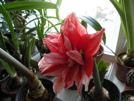 Звезда закрывается от камеры - лепестком как рукой ))))