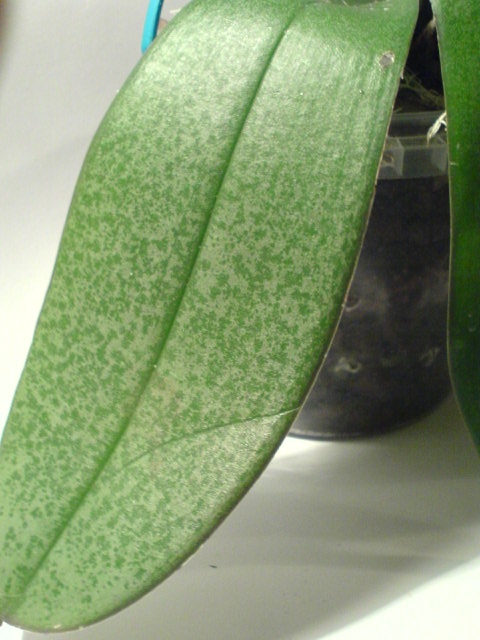 Фаленопик :)