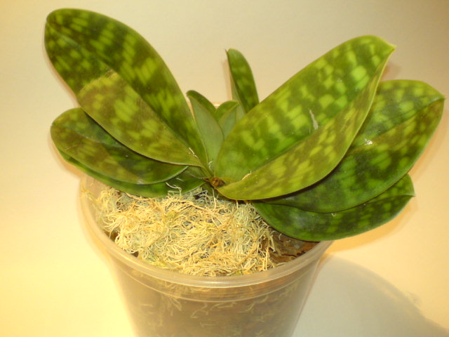 Башмакусик