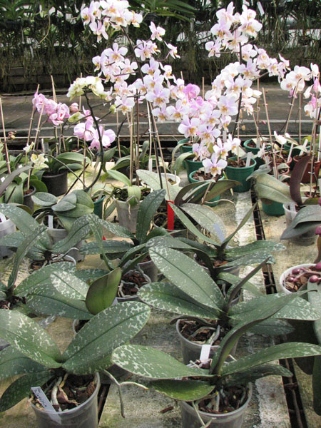 Phalaenopsis Philadelphia (schilleriana x stuartiana).jpg