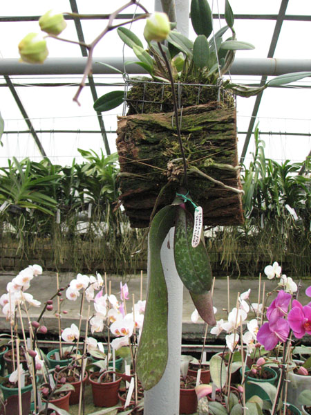 Phalaenopsis stuartiana.jpg