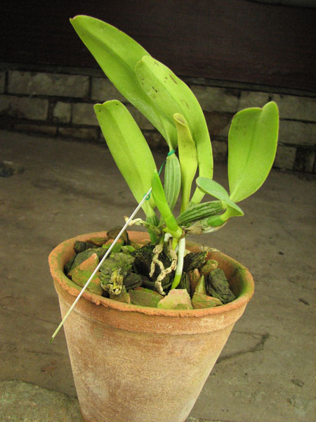 Cattleya lueddemanniana semi alba 'Meddelin' x Cattleya lueddemanniana semi alba 'Stanley'.jpg