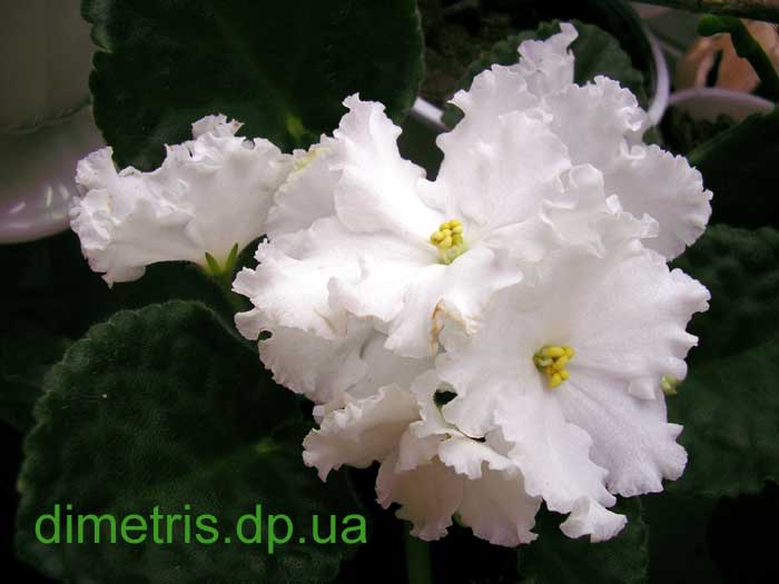 Снежные Колокольчики