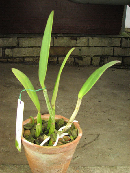 Cattleya lueddemanniana coerulea (Siquesique x Amparo) x Cattleya lueddemanniana tipo escura 'Guacamuco'.jpg