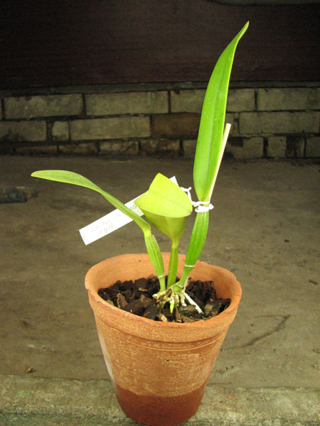 Cattleya eldorado semi alba 'Iracema' x SELF.jpg