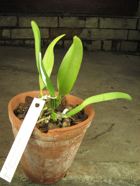 Cattleya percivaliana rosa 'Castro' (quase semi alba) x SELF.jpg