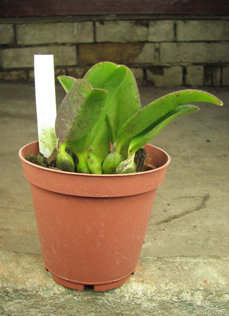 Laelia alaori x praestans.jpg