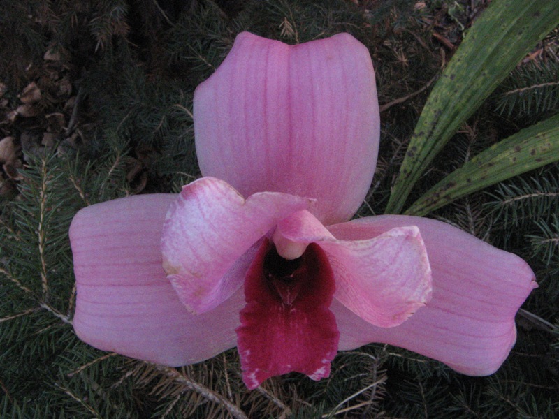 Koolena X Baliae.JPG