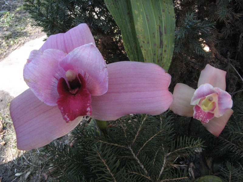 Koolena X Baliae 2.JPG