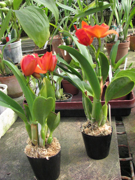 Guarisophleya Sunrise Doll 'Sweet Valentine'.jpg