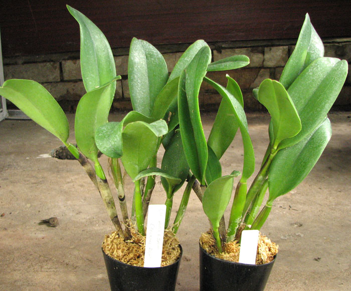 Cattlianthe Doris and Byron 'Christmas Rose'.jpg