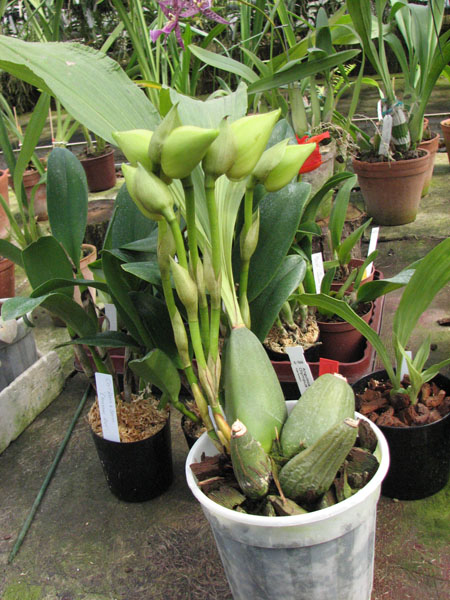 Angulocaste Olympus 'Rex'.jpg