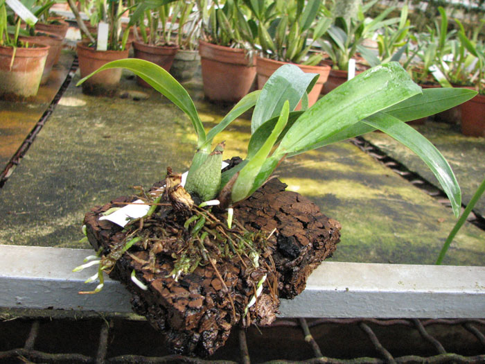 Prosthechea vitellina.jpg