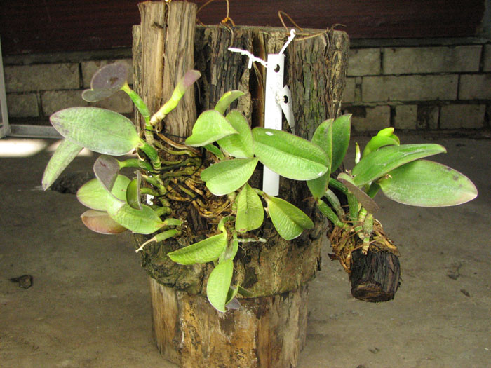 Laelia alaori escura II x Laelia alaori escura I.jpg