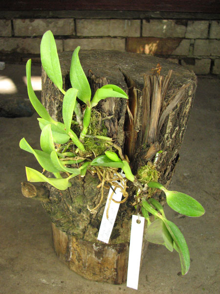 Laelia alaori alba 'Snow Flakes' x Laelia alaori alba 'SC'.jpg