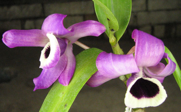 Dendrobium nobile var nobilius.jpg