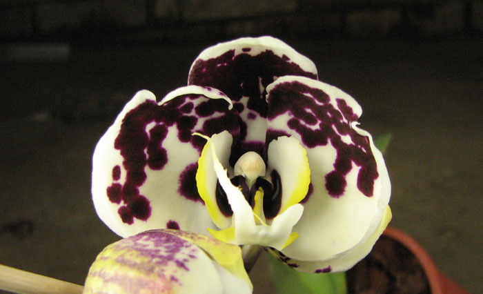 Doritaenopsis Taiwan Butterfly 'ORCHIS'.jpg