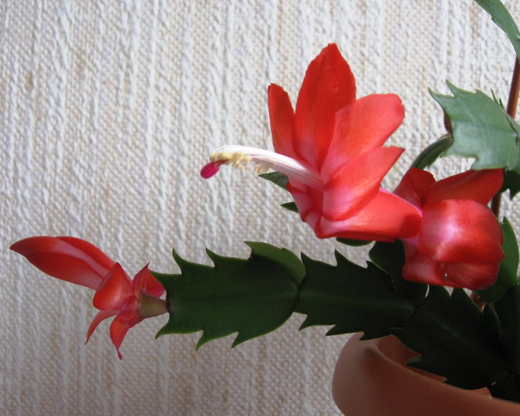 шлюмбергера