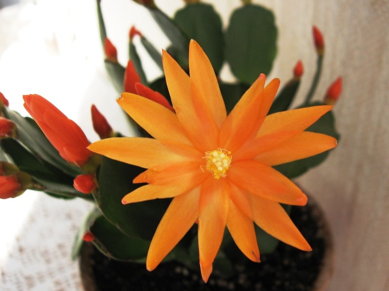 хатиора Гертнера