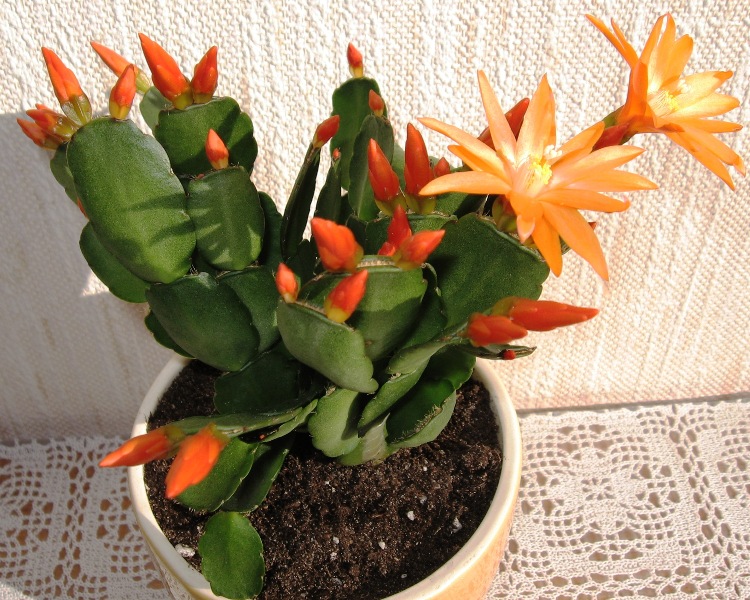 Хатиора Гертнера