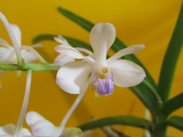 Vanda lilacina2.jpg