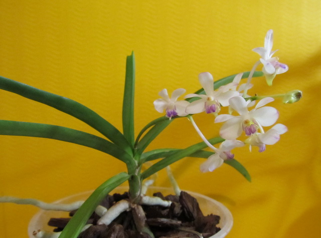 Vanda lilacina1.jpg